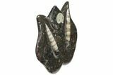 Fossil Goniatite & Orthoceras Sculpture - Morocco #111015-1